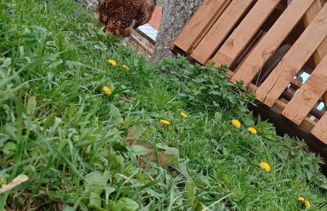 Room in Guest Room - Cozy Rural Retreat in Roşia Montana - Photo 56