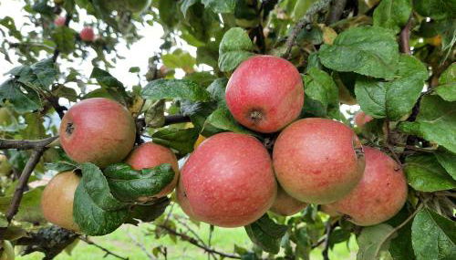 Ferienwohnung Odenwaldflair - Photo 5