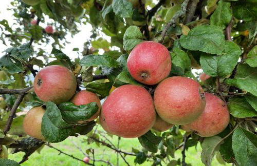 Ferienwohnung Odenwaldflair - Photo 5
