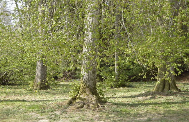 Pet-friendly Escape in Fauvillers - Foto 46