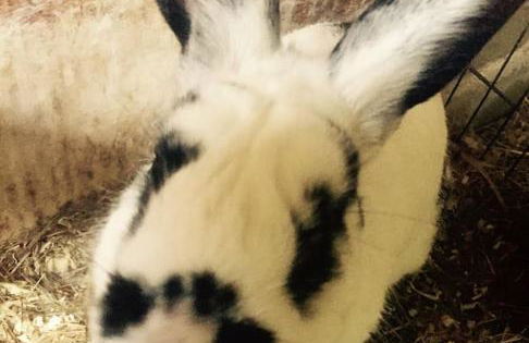 Le mur des beaunes - Photo 42