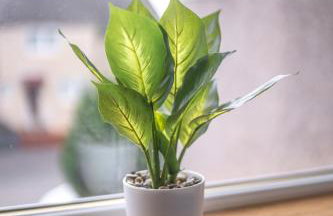 Muirhead House - Foto 18