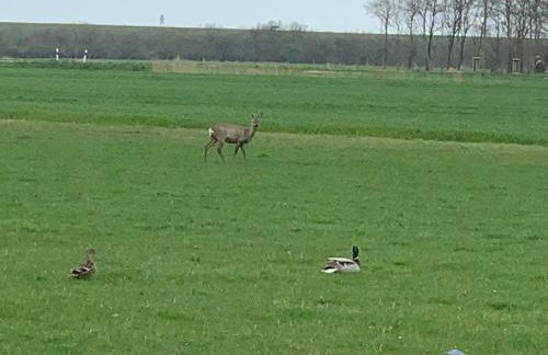 Appartements unter Reet - Foto 26