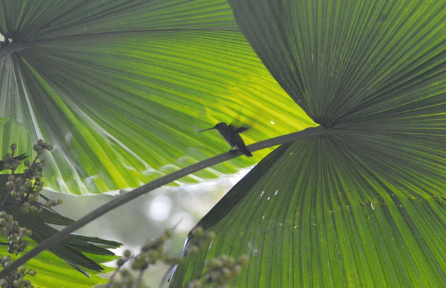 Casa Vida Verde - Foto 29