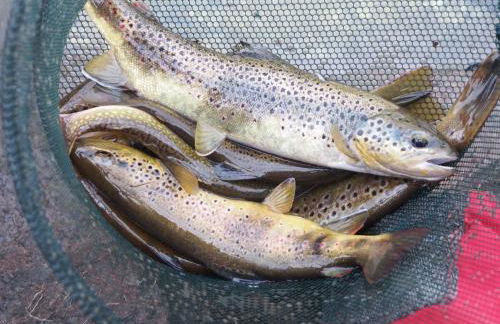 Les Bordes De Paloumières - Foto 70