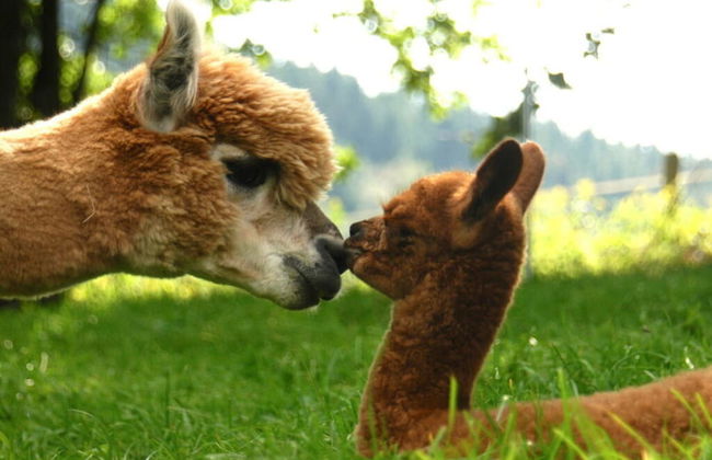 Holiday Apartment Alpakahof Blomberg - Foto 17