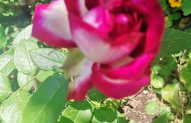 Casa di Genni - Foto 14