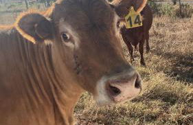 Casa Azul Oase da Natureza em Recanto - Foto 11