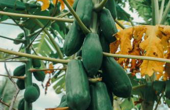 Vila hangloose pôr do sol - Foto 24