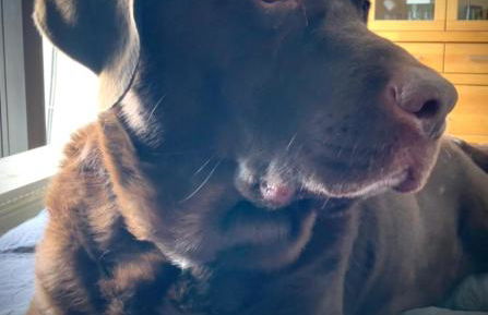 Ferienwohnung-Charly - Foto 21