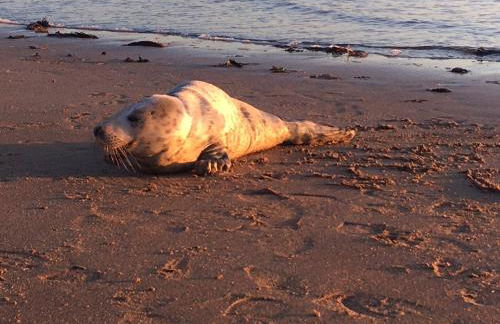 Mill Cottage - Foto 37