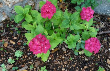 Apartmani Villa Marija - Foto 11