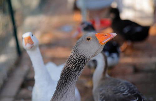 Agriturismo Villa Guarnaschelli - Foto 35
