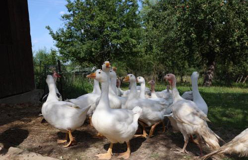 Agroturystyka u Babci - Photo 23