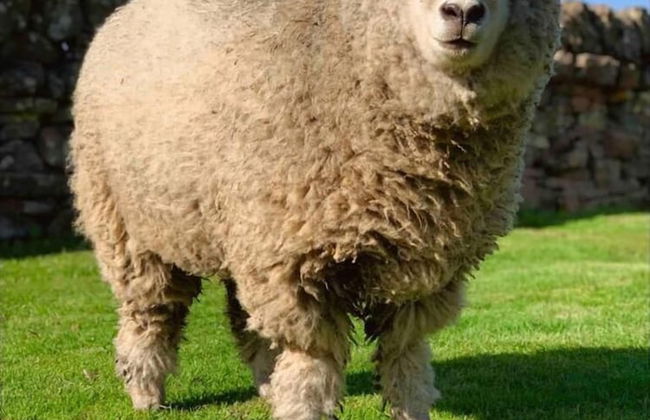 Lovely Semi-rural Caravan & Hot Tub - Sleeps Fam 6 - Photo 12