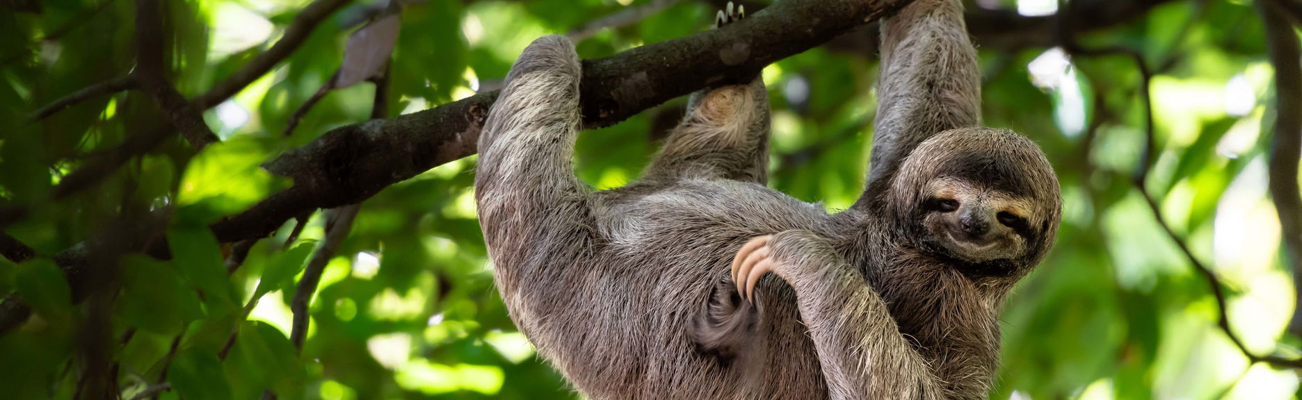 Visita ao Parque de Observação de Preguiças