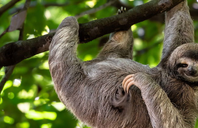 Visita ao Parque de Observação de Preguiças - Foto 1