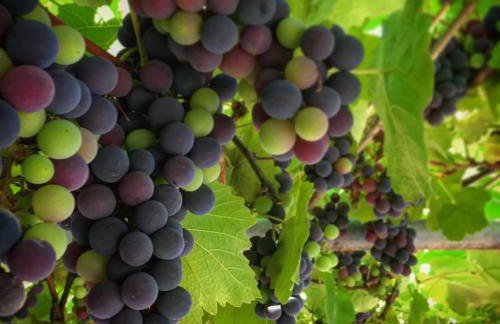 Camping Orpheus Apartments - Foto 45