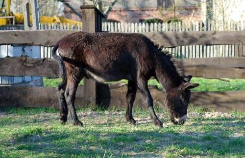 Rancho Colorado - Foto 19