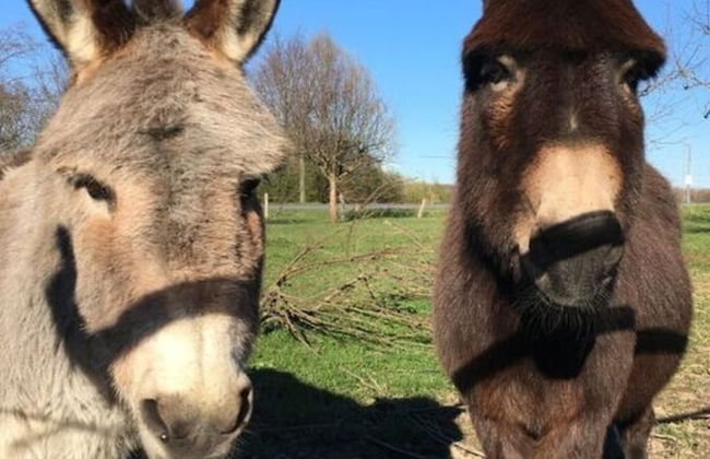 Pleasant Apartment in Munster - Foto 13