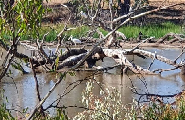 Deniliquin Pioneer Tourist Park - Foto 55