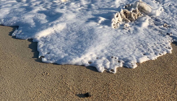 Turtle Release in Los Cabos - Photo 5, Helping the little ones get home!