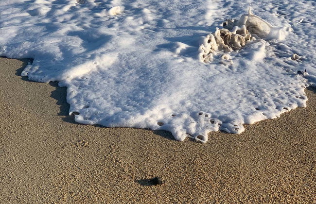 Turtle Release in Los Cabos - Foto 6