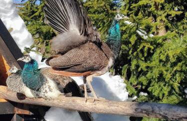 Beskidzka Ostoja - Foto 33