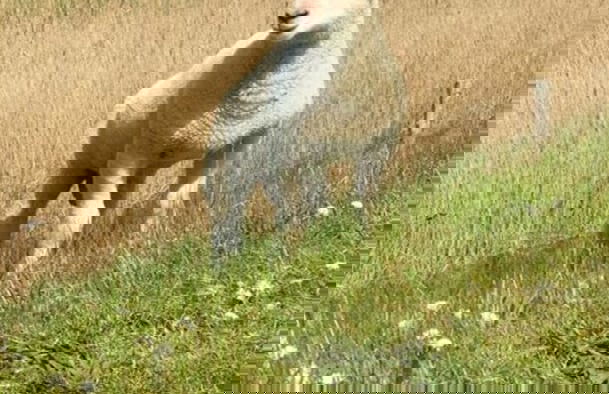 \"kleine Freiheit Fehmarn\" - Foto 17