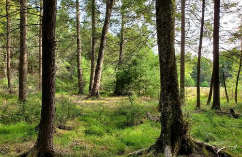 Eco-Friendly, Abstract Treehouse Surrounded by Wildlife and Hiking Trails For a Special Getaway in Sparrow Bush, New York - Foto 23
