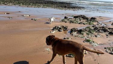 Dog friendly Beach Apartment - Foto 2