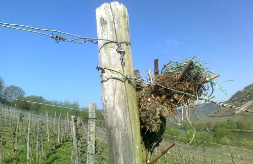 Weingut Schumacher - mit privatem Saunabereich - Foto 42