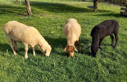 Ferienwohnungen beim Sommermader - inklusive Königscard - Foto 27