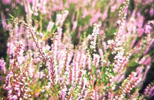 Tiny House am Waldrand - Foto 26