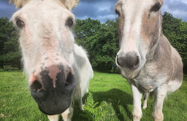 Idlewild Animal Sanctuary Farmhouse Stay - Charity - Photo 27