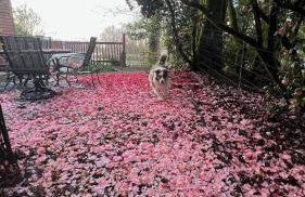 Blue Heron Sanctuary & Serene, river-front cottage - Foto 38