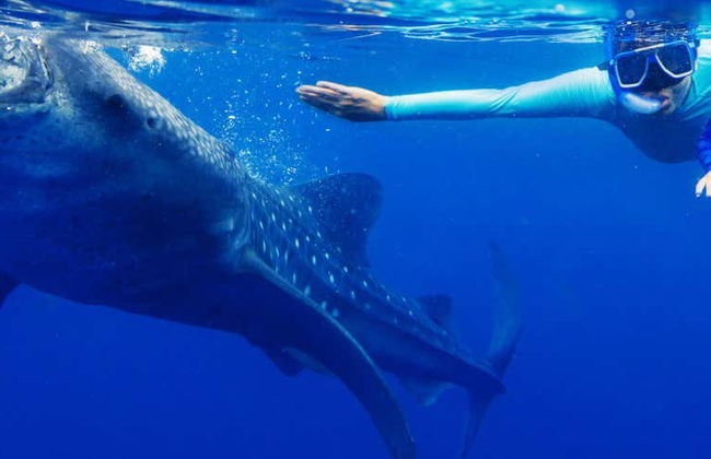 Nage avec les requins-baleines à La Paz - Photo 1