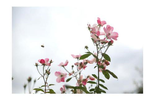 Château D'harcelaines - Foto 66