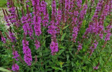 Apartamenty Szepty Mazur - Foto 61