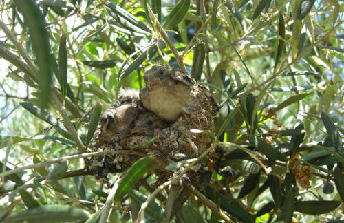 Quintinha dos Cedros - Foto 32