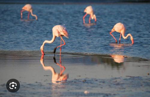 Fronte Mare S'Arena Scoada - Foto 62