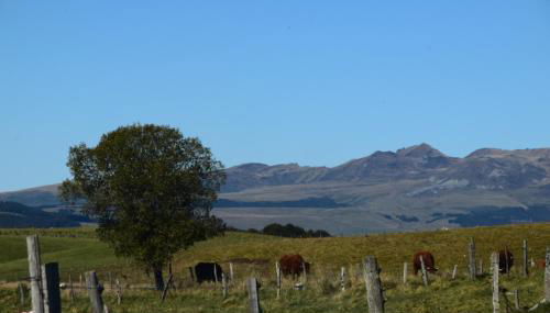 Les Marmottes de Murol - Foto 2