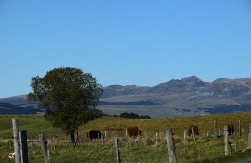 Les Marmottes de Murol - Foto 2
