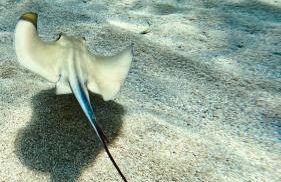 Mèna Mè - Casa vacanza - Salento - Foto 72