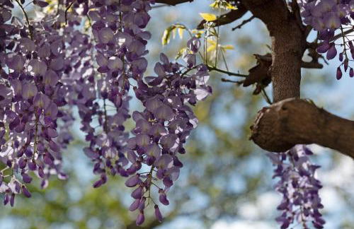 Marinushof - Foto 10