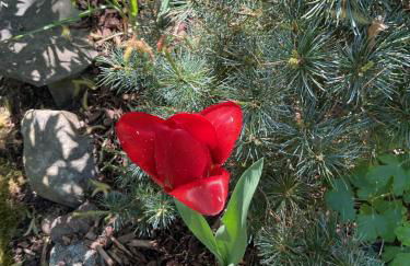 Waldtraum Wandlitzsee - Foto 6