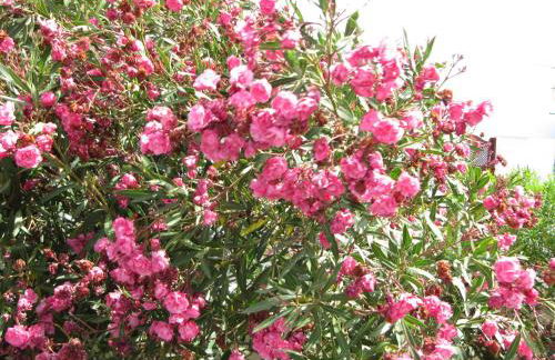 Casa Montaña de Tahiche - Foto 57