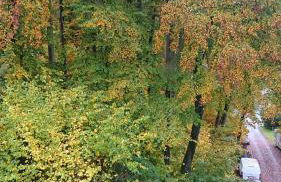 Eifelvilla Urbigkeit - Foto 36