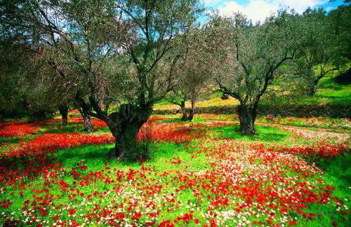 Vergonis Studios - Photo 49