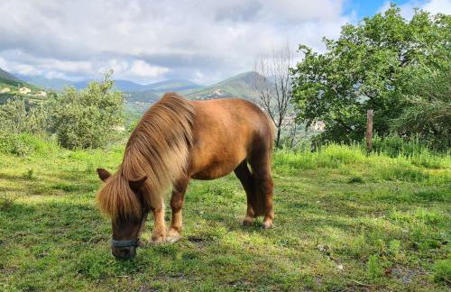 Tra mare e campagna - Photo 2